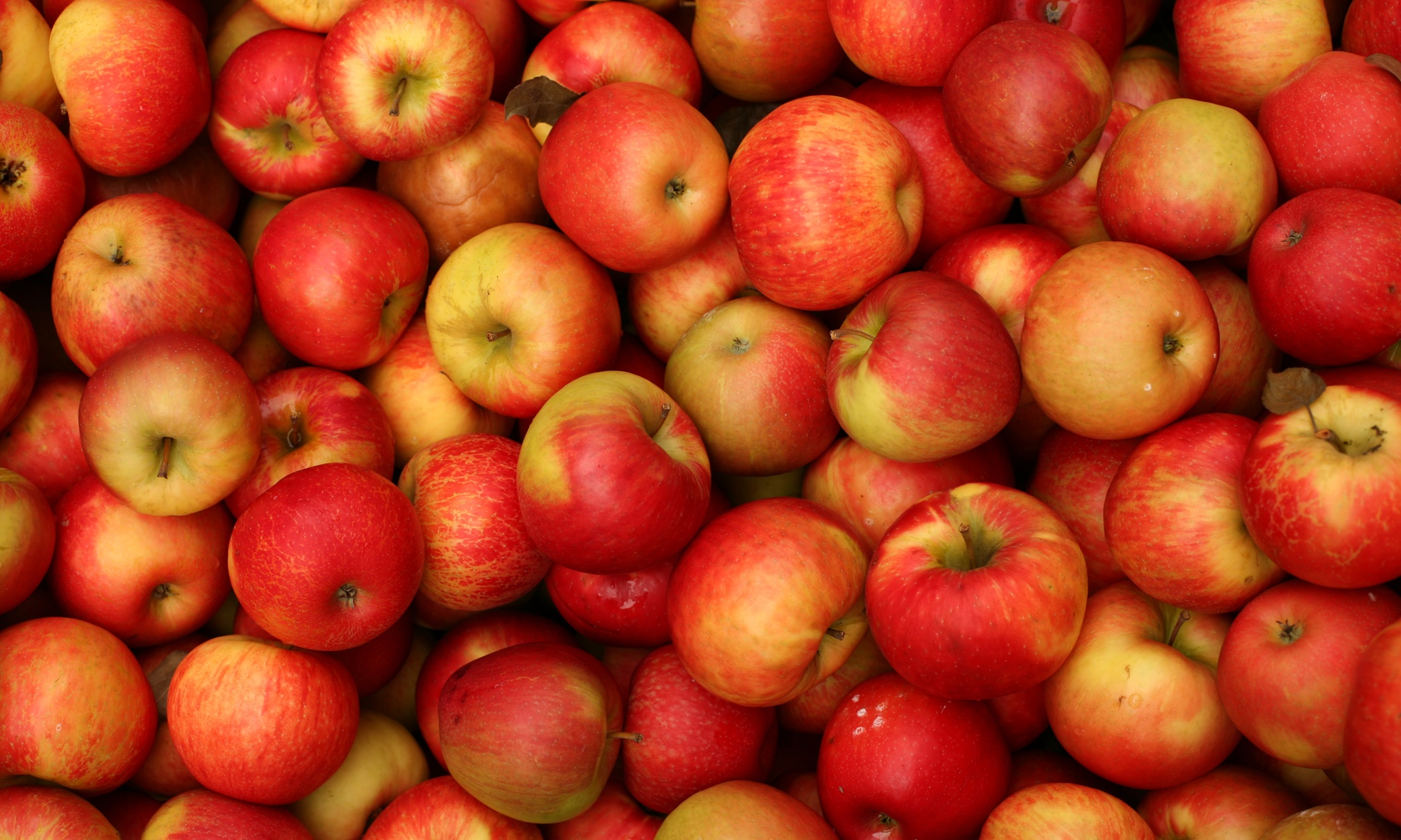 It's #AppleWeek!